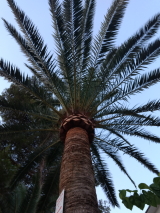 pfla-Natur (7)